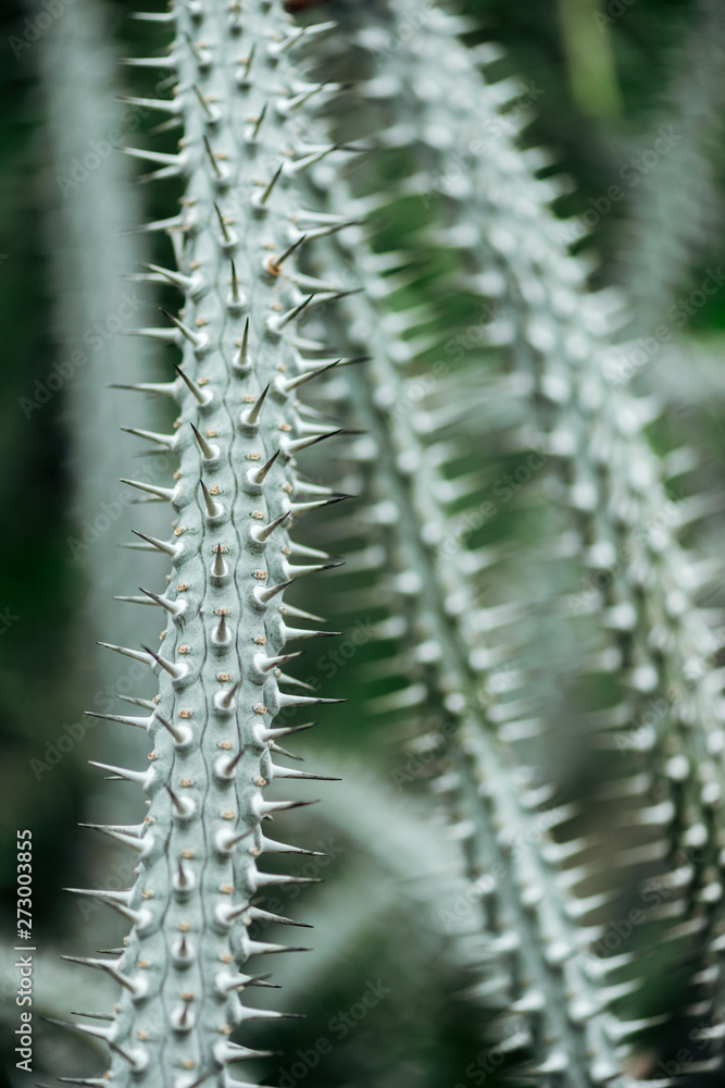 Close up view of green cacti leaves with sharp needles Close up view of green cacti leaves with sharp needles