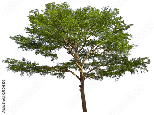 Tree isolated on white background. Suitable for use in architectural design or Decoration work.