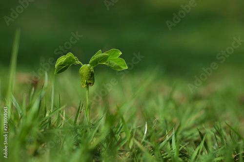green tree sprout closeup with grass background © watink
