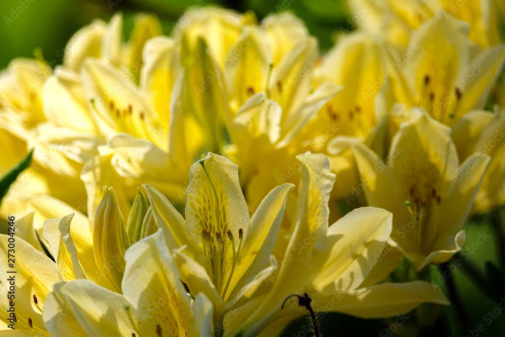 Rhododendron aureum. Blooming yellow flowers in the spring garden in May Rhododendron aureum. Blooming yellow flowers in the spring garden in May
