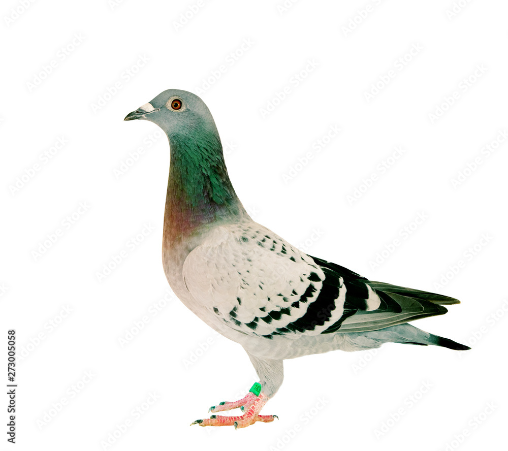 full body of speed racing pigeon bird standing isolate white background full body of speed racing pigeon bird standing isolate white background