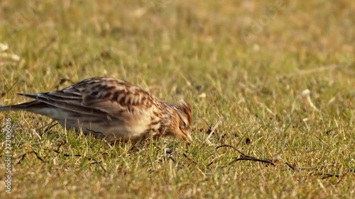 Male Skylark bird foraging and feeding on grassland. With visible crest.
