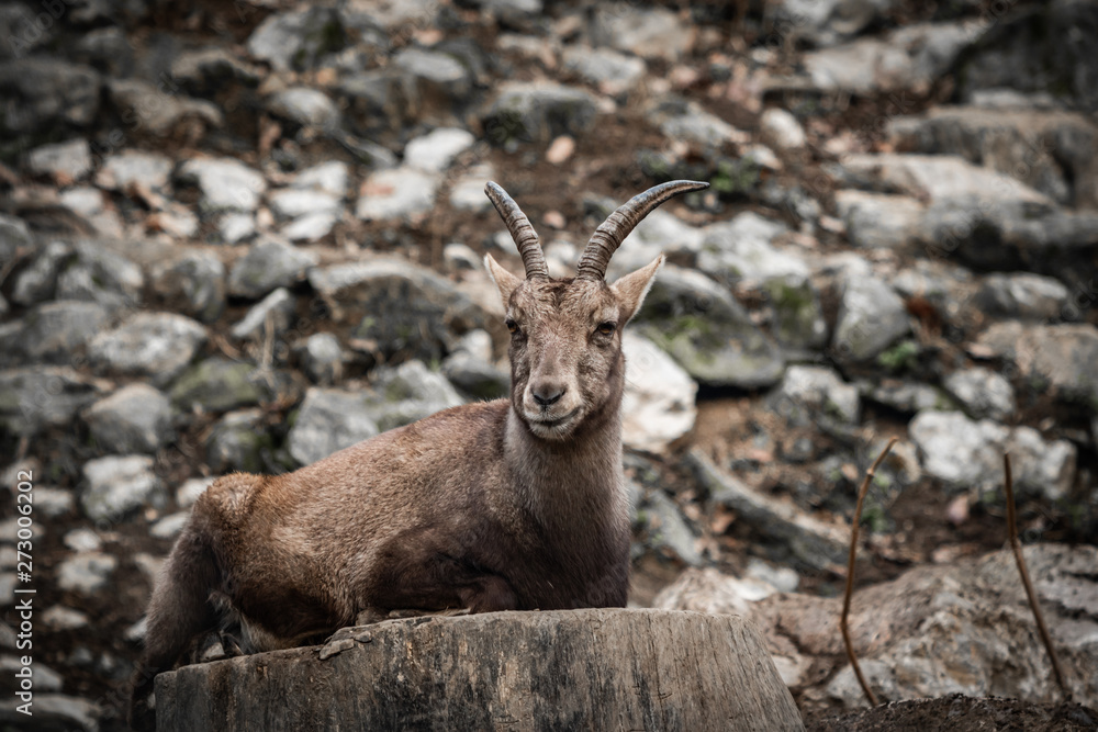 beautiful ibex portrait looking at camera