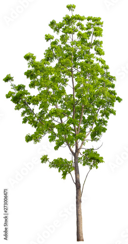 Beautiful tree isolated on white background. Suitable for use in architectural design or Decoration work. Used with natural articles both on print and website.