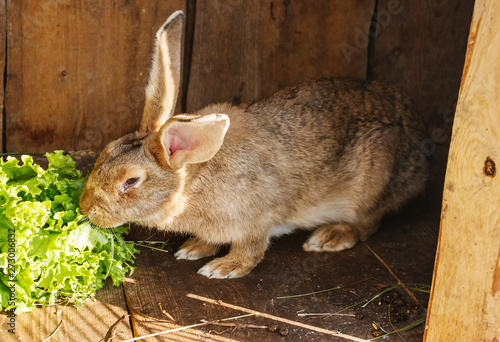 young rabbit in a cage on private farm