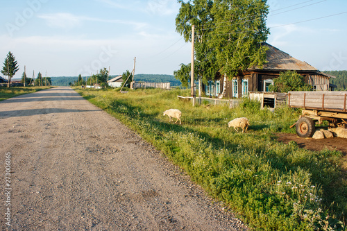 sheeps going on a dirt road in the russian village