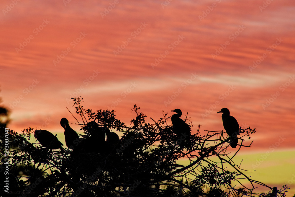 silhouettes of ducks in rookery on sunset background