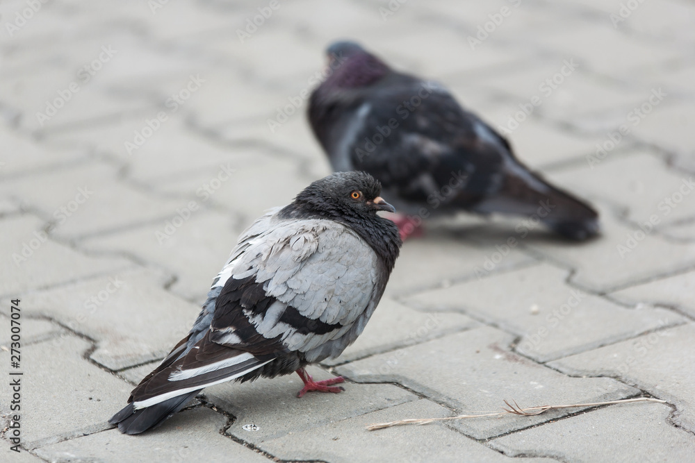 Obraz premium gray and black calm dove pigeon goes along the pavement