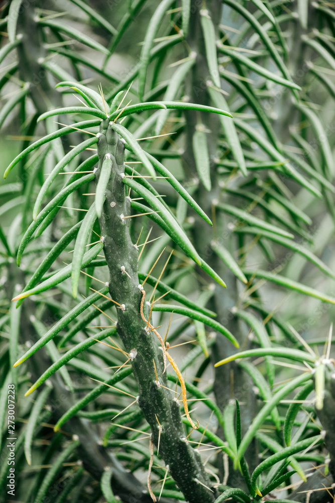 Fototapeta premium Close up view of sharp green exotic cacti leaves