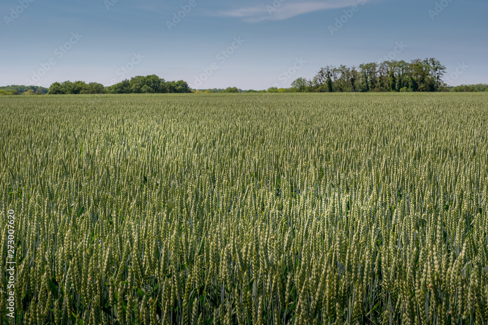 The fields of Auvers-sur-Oise, France