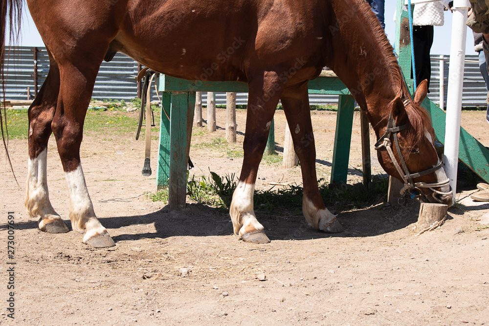 Obraz premium arabian breed horse, young stallion on trackrace
