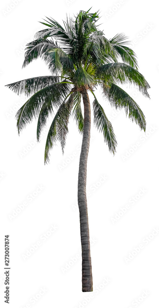 Beautiful coconut tree isolated on white background. Suitable for use in architectural design or Decoration work. Used with natural articles both on print and website.
