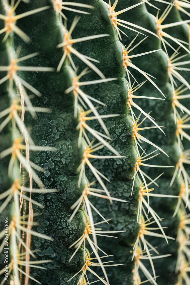 Close up view of green cactus with needles Close up view of green cactus with needles