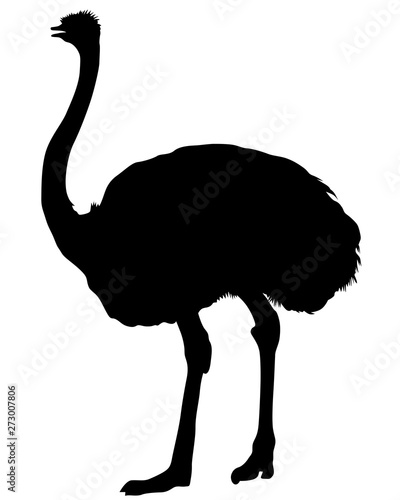 Wild African ostrich on a white background