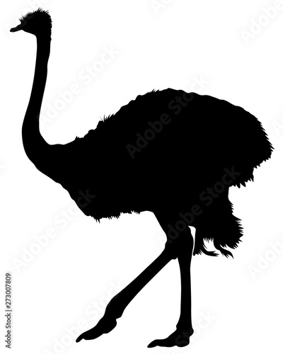 Wild African ostrich on a white background