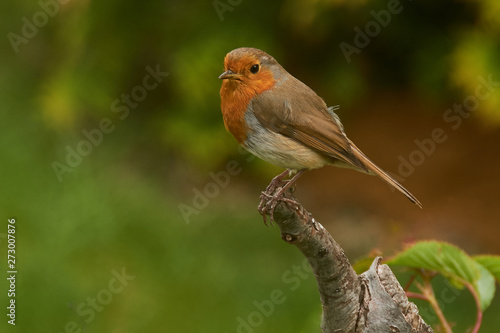 European Robin perching on a branch, in a domestic garden