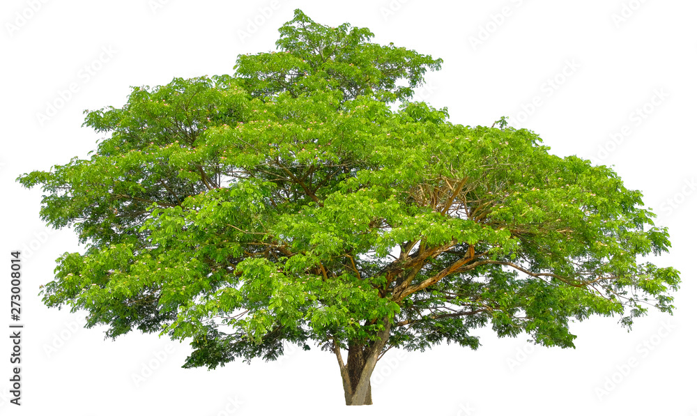 Beautiful tree isolated on white background. Suitable for use in architectural design or Decoration work. Used with natural articles both on print and website. Beautiful tree isolated on white background. Suitable for use in architectural design or Decoration work. Used with natural articles both on print and website.
