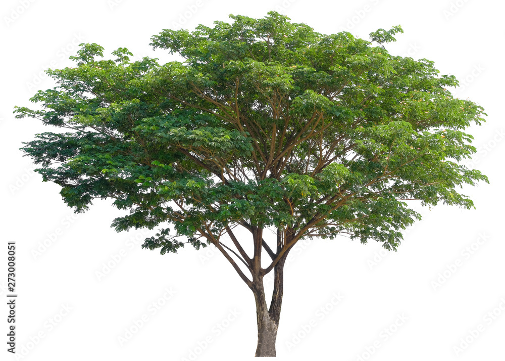 Beautiful tree isolated on white background. Suitable for use in architectural design or Decoration work. Used with natural articles both on print and website. Beautiful tree isolated on white background. Suitable for use in architectural design or Decoration work. Used with natural articles both on print and website.