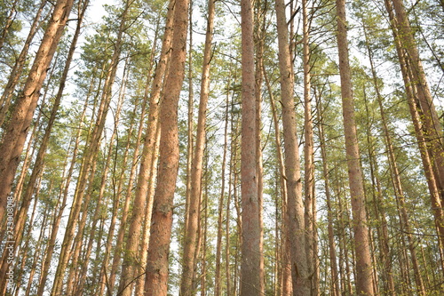 Pine trees in forest 