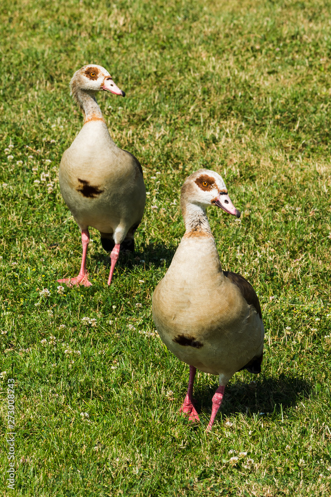 Nilgänse Nilgänse