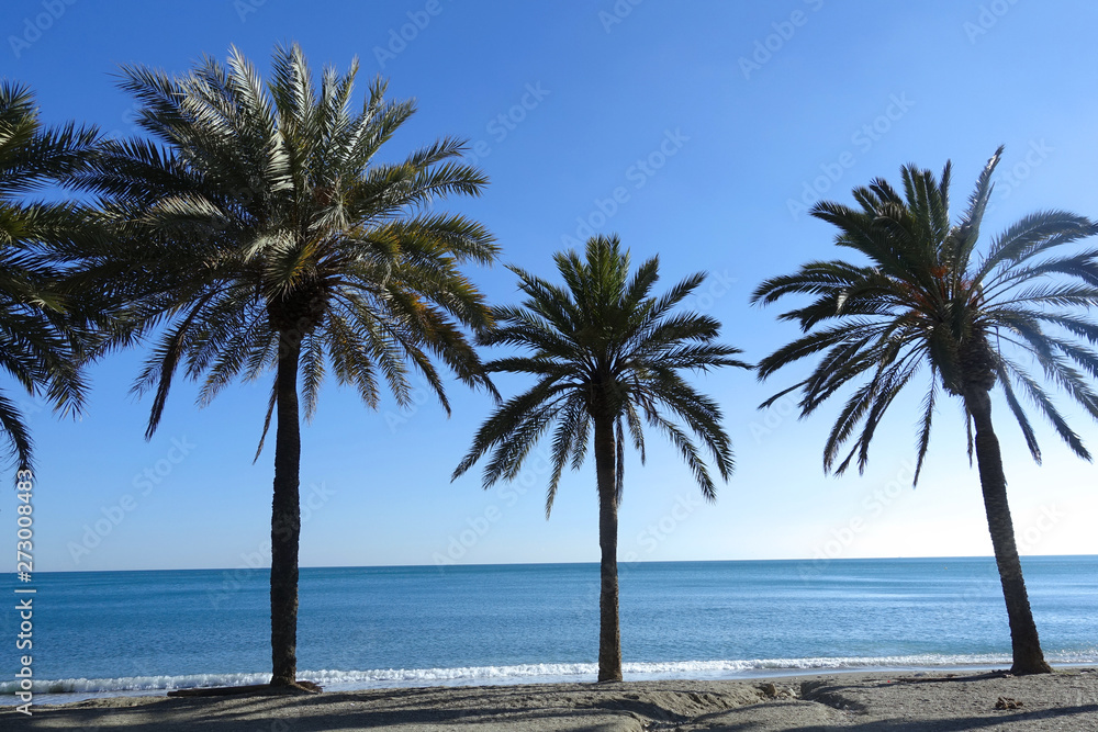 Fototapeta premium 야자수 휴양지