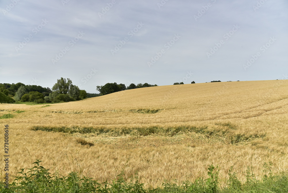 Vaste champs de blé sur une colline près du bourg de Vendoire au Périgord Vert