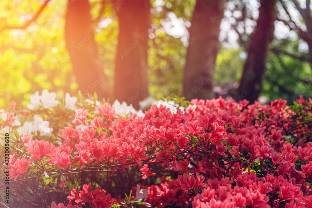 Obraz premium Beautiful Garden with blooming trees during spring time