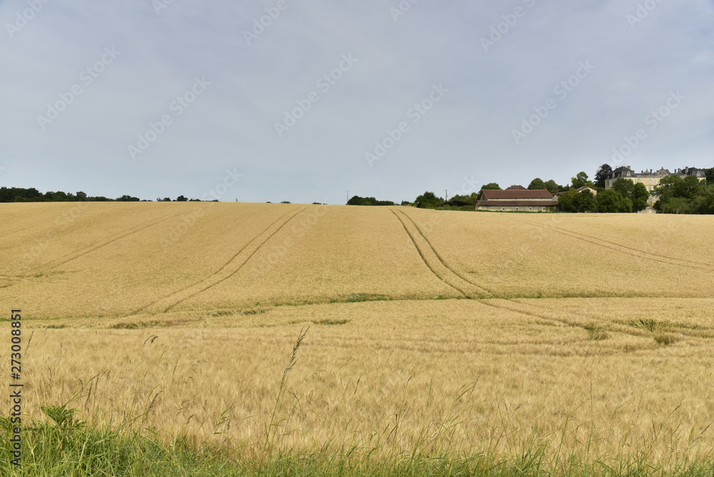 Vaste champs de blé devant le château de Vendoire au Périgord Vert