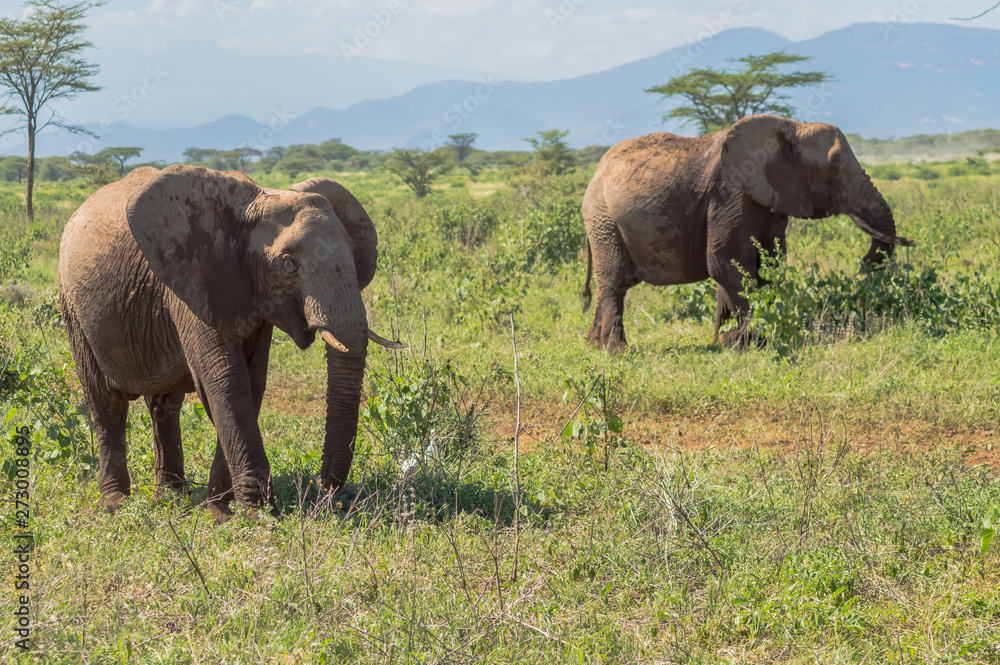 Two elephants in Samburu Park busy taking