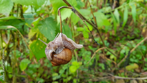 Snail on a branch in the green forest in summer