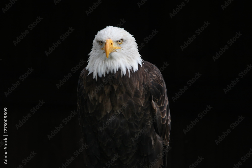 Obraz premium Weisskopfseeadler