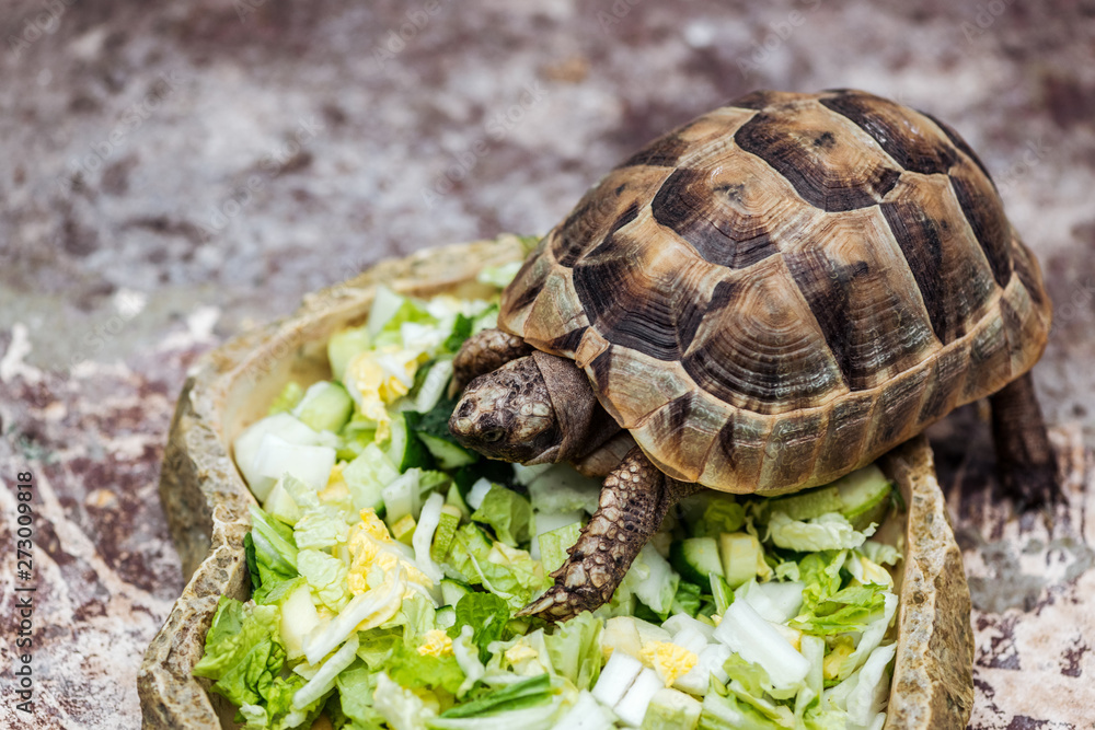 Obraz premium cute turtle eating fresh sliced vegetables in stone bowl