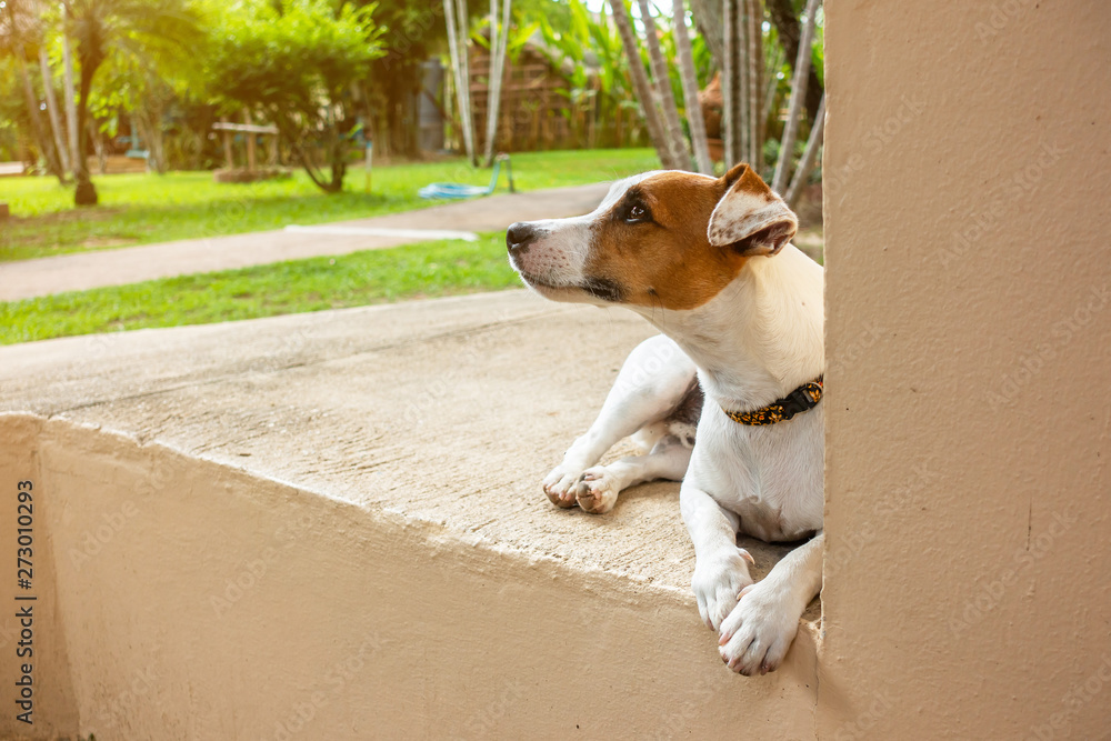 The portrait of jack russell dog is looking to something. The portrait of jack russell dog is looking to something.