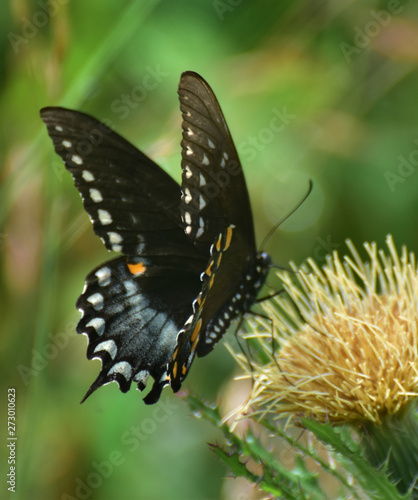 The marsh habitat is a protected preserve supporting a number of species of animals and birds