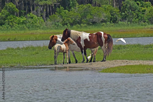 The wild ponies of Assateague Island.
