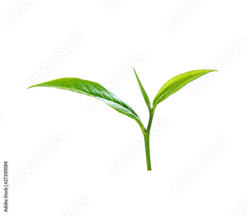 tea leaf isolated on white background © phongsakon