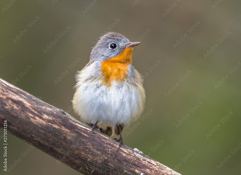 small flycatcher small flycatcher