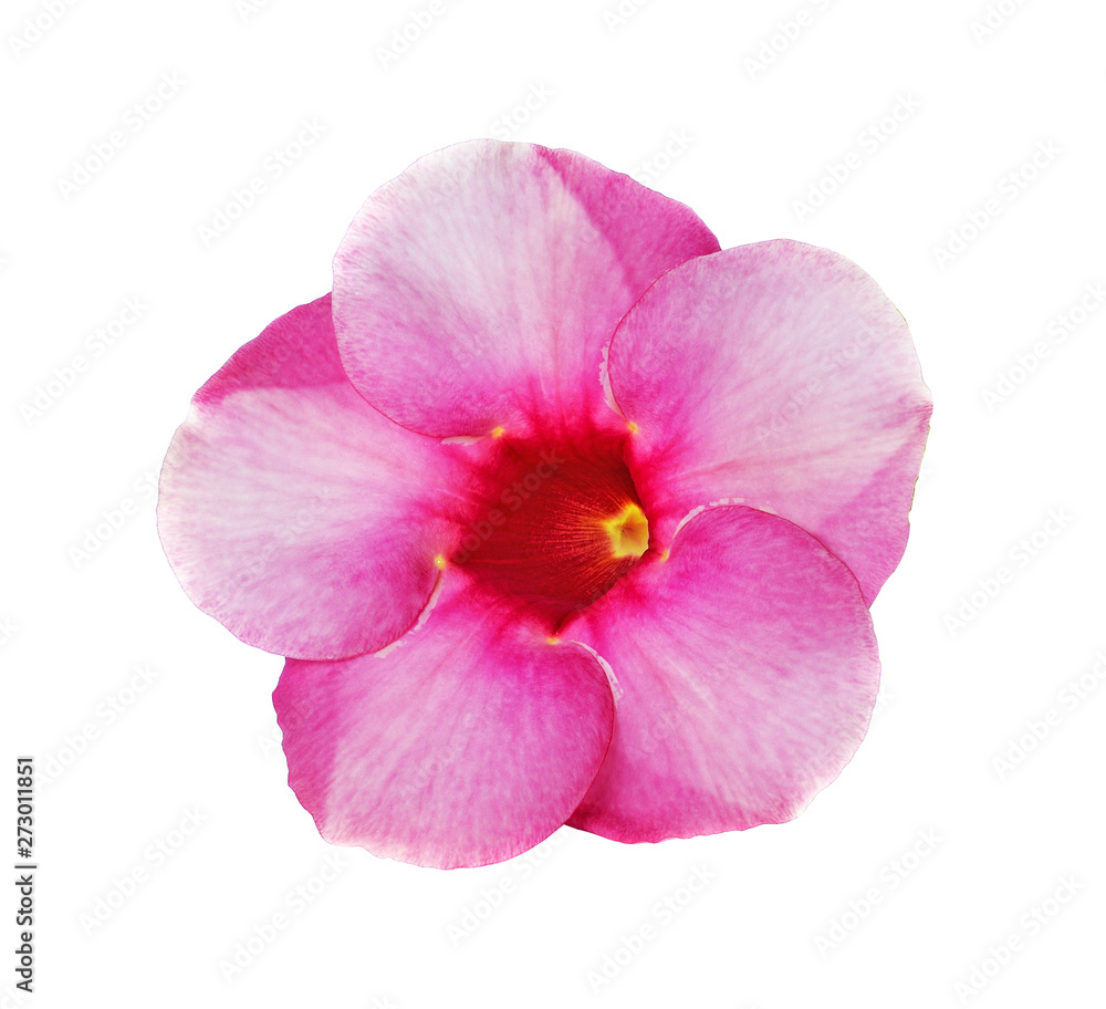 pink flower isolated on white background pink flower isolated on white background