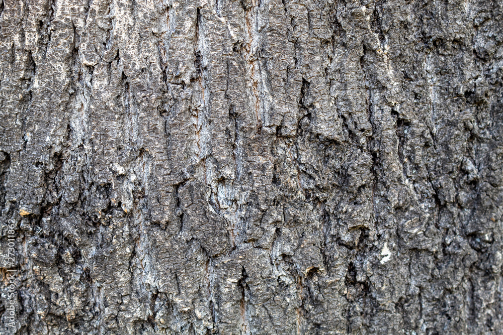 Texture of Very Old and Very Big Oak Tree Texture of Very Old and Very Big Oak Tree