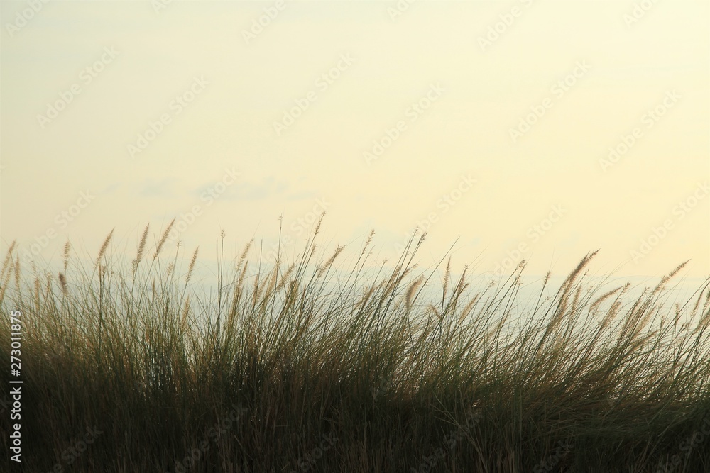 Tall grass over the sea view at sunrise Tall grass over the sea view at sunrise