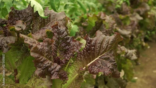 Close up of leaves green oaken lettuce in greenhouse. Ecologically clean greenery vegetables. Vegan products
