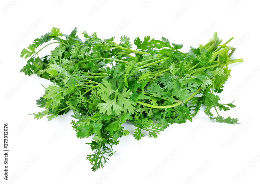 Fototapeta premium Coriander isolated on white background.
