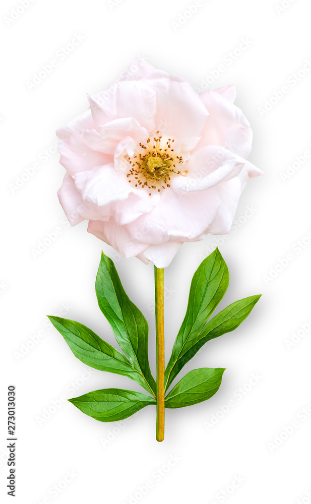 Combined unusual flower park rose. Pink park rose with peony leaves. Art object on a white background.