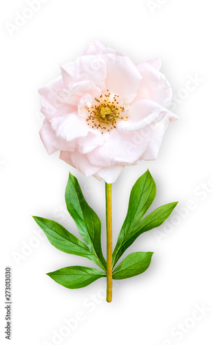 Combined unusual flower park rose. Pink park rose with peony leaves. Art object on a white background.