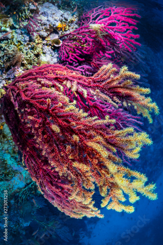 Gorgonian of mediterranean sea. © Vincent Pommeyrol