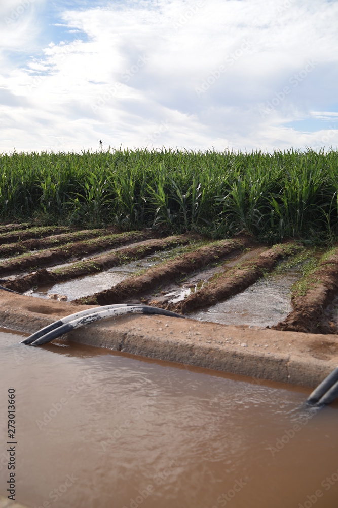 Syphon irrigated corn field