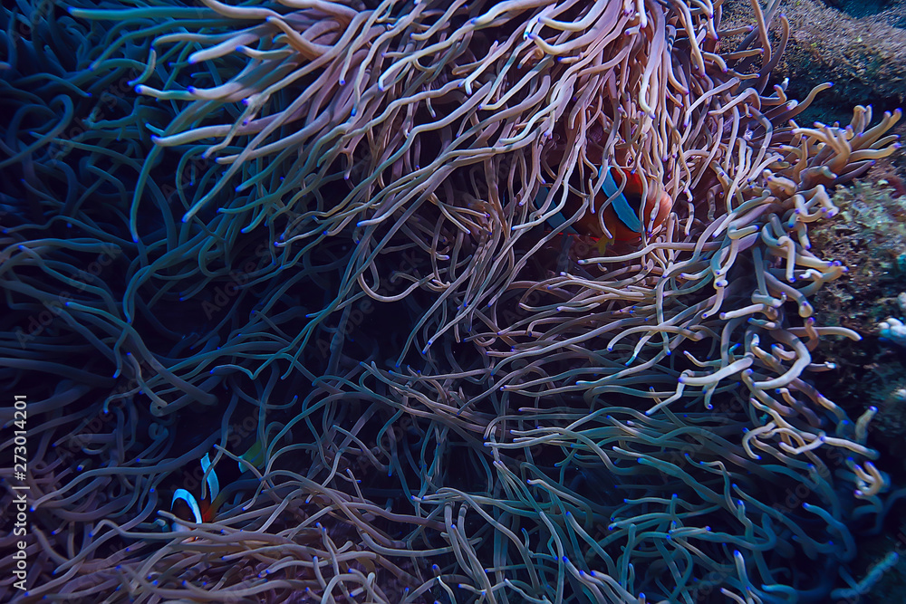 coral reef macro / texture, abstract marine ecosystem background on a coral reef coral reef macro / texture, abstract marine ecosystem background on a coral reef
