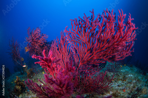 Gorgonian of mediterranean sea.