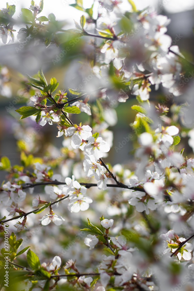 A branch of a blossoming cherry bush. Flowering plant. White flowers. Spring bush. A branch of a blossoming cherry bush. Flowering plant. White flowers. Spring bush.