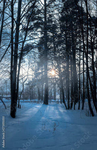 Beams of the sunset sun shine through trees in the winter pine forest © Evgesha